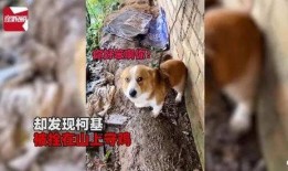 小鹿丢了爆料视频在线观看,揭秘神秘爆料视频背后的真相